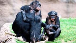 Bonobo não consegue pensar negativo, mas deveria...