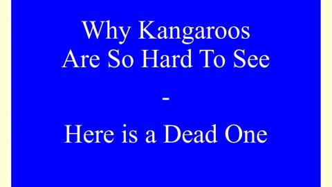 Why Kangaroos are So Hard To See - Here is a Dead One