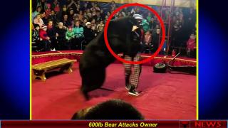 600Ib Bear Attacks Owner