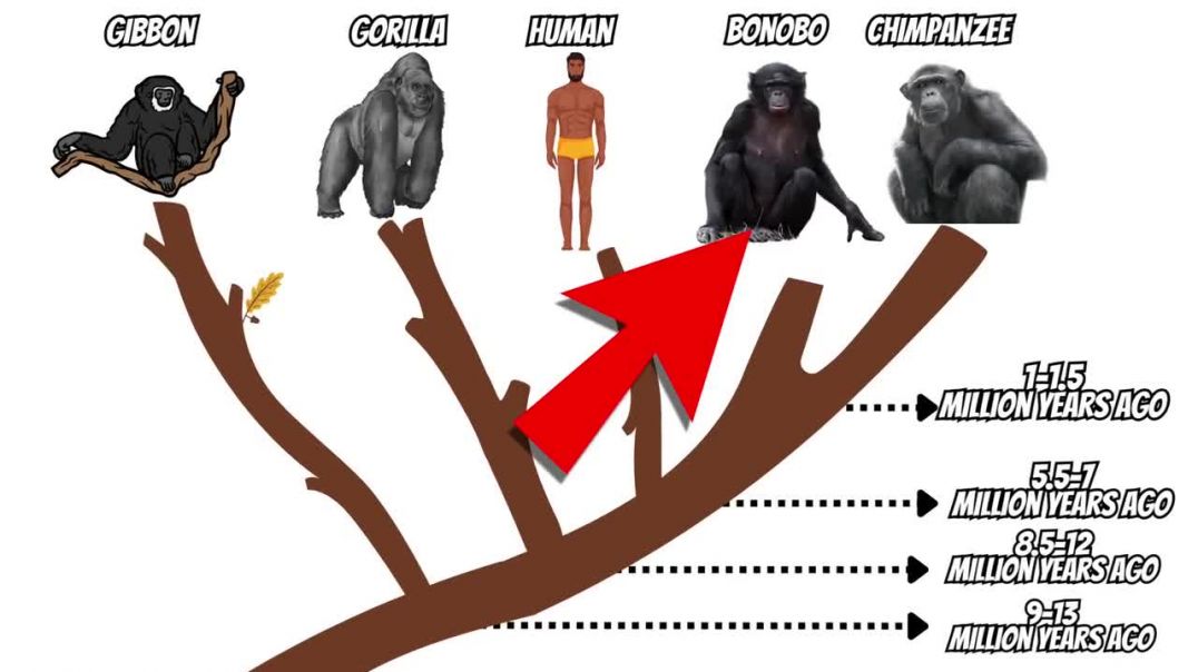 Apes Freaked Out When I Spoke Their Language
