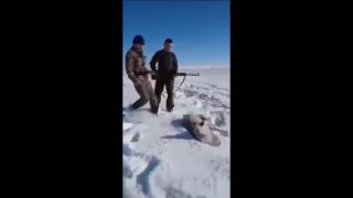 the Darwin awards - P