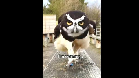 Owls Are Awesome