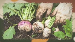 25 Vegetables to Survive the Great Depression