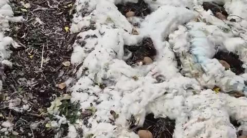 Sowing potatoes with wool mulch 🐑