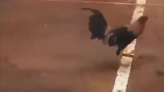 A METAPHORE FOR YOUNG GUYS BEING FORCED TO FIGHT IN WARS FOR RICH SCUMBAGS AND JEWS