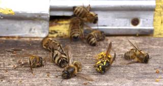 Robots Replacing Bees.