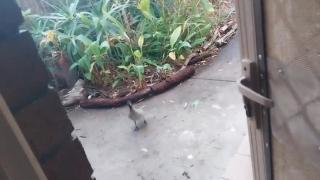 When Wild Ducks Come Knocking