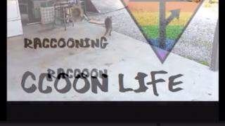 As camaleões femininas - Raccooning Raccoon