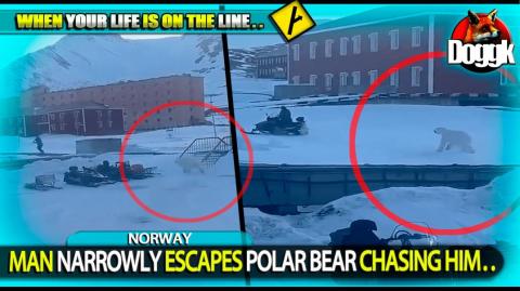 MAN NARROWLY ESCAPES POLAR BEAR CHASING HIM.. (NORWAY) >> SURVIVAL INSTINCT !!