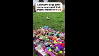 Dogs choose their own gifts at Rescue Centre
