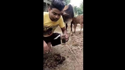 STREETSHITTER PAJEET BASTARD - FRESH COW-SHIT JUICE