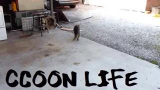 O Paradoxo do Empoderamento _ Falsa Narrativa Feminista _ Homens s Sacrificaram _ Raccooning Raccoon