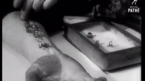 The SMALLEST show on Earth - Flea Circus