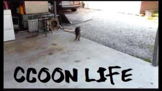 Crises, Covid, Restriçoes e População, Mestre Raccooning Raccoon