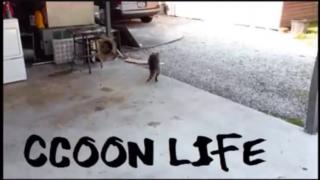 As Mulheres “ Independentes _ Raccooning Raccoon