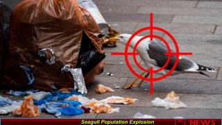 Seagull Population Explosion
