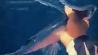 A Stunning View of Flying Fishes