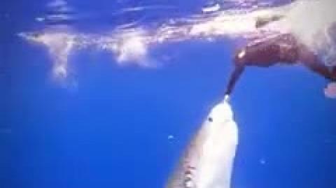 Swimming with the Ocean's Apex Predator