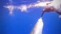 Swimming with the Ocean's Apex Predator