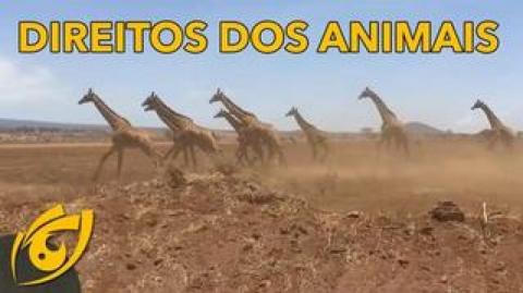 Animais possuem direito à vida, liberdade e propriedade? | Crônica Libertária - 02/08/20 | ANCAPSU
