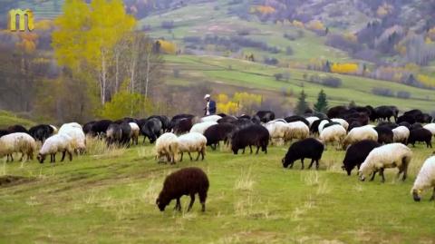 7 Medieval Shepherd Survival Hacks for Freezing Nights