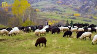 7 Medieval Shepherd Survival Hacks for Freezing Nights