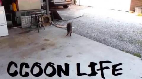 Tradcons, Alfa Natural, Níveis de Betas e Incels _ Mestre Raccooning Raccoon Manda a Real nos Trads