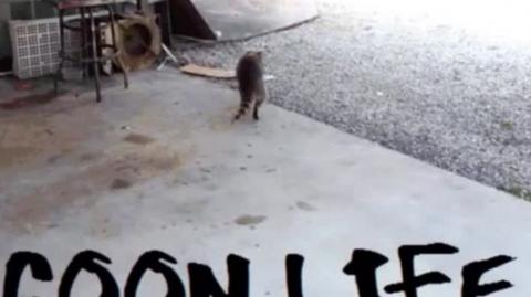 Sobre homens e mulheres que não querem casar _ Mestre Raccooning Raccoon manda Redpill de qualidade