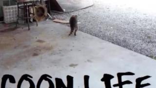 Sobre homens e mulheres que não querem casar _ Mestre Raccooning Raccoon manda Redpill de qualidade