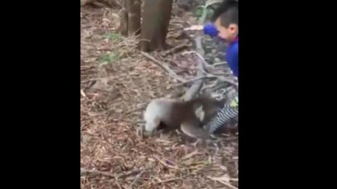 Australia - Savage 'Drop Bear' attacks Asian tourists