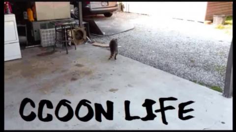 The Wall _ Bolsa Idosa _ Raccoonong Raccoon