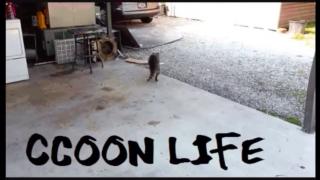 The Wall _ Bolsa Idosa _ Raccoonong Raccoon