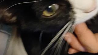 Introducing Chomusuke