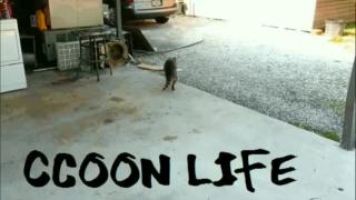 RACCOONING RACCOON - O QUE É MGTOW SOLTEIRICE ; PORQUE OS HOMENS NÃO QUEREM CONSTITUIR FAMÍLIA