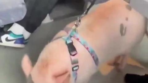 Europeia usa PORCO em locais públicos para afastar muçulmanos