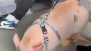 Europeia usa PORCO em locais públicos para afastar muçulmanos