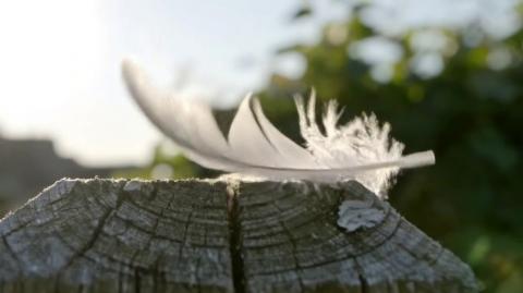 Google veo-3 Ai Video - A delicate feather in the wind