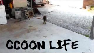 RACCOONING RACCOON - CASAMENTO E PATERNIDADE, HOMENS RESPONSÁVEIS SÃO PUNIDOS