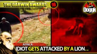 [+16] DARWIN AWARDS : IDIOT GETS ATTACKED BY A LION.. (AFRICA) >> STAY TF AWAY FROM LIONS !!