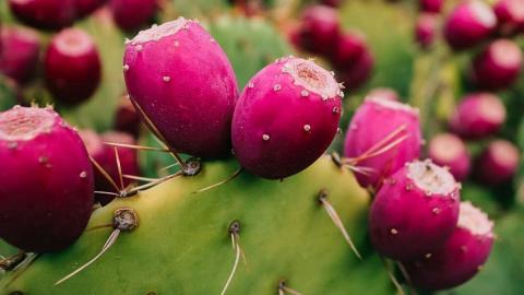 Picking Prickly Pears - great desert food