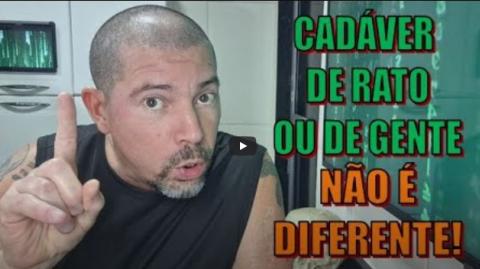 O rato vive feliz, até cair na boca do gato!
