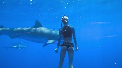Shark Whisperer (2025 documentary)