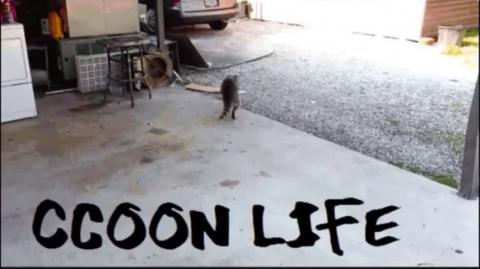 A Desumaniz@cã0 do Homem _ Raccooning Raccoon
