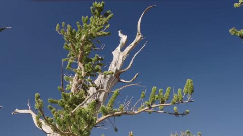 This WAS The Oldest Tree In The World