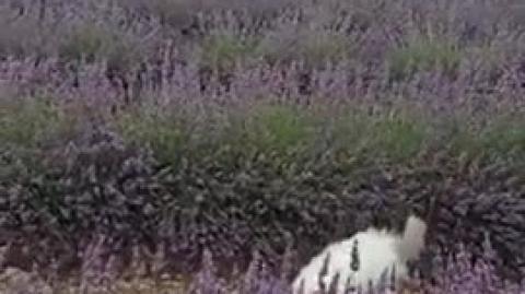 Cats Hop Through a Field of Lavender Flowers (No sound)
