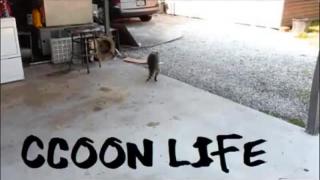 Conservadores Conscientes - Raccooning Raccoon