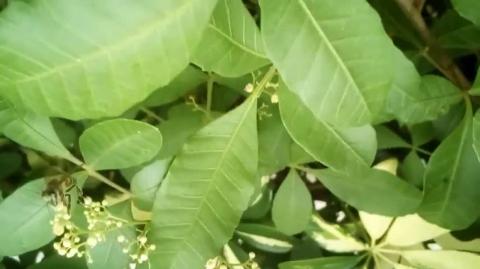 NATURE - rare sight in 2025 - bees pollinating orange blossoms
