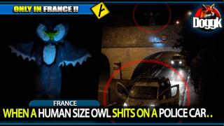 WHEN A HUMAN SIZE OWL SHITS ON A POLICE CAR.. (FRANCE) >> FUNNY AF !!