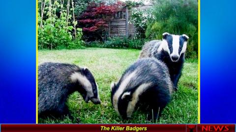 The Killer Badgers