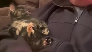 Dad said he doesnt like cats